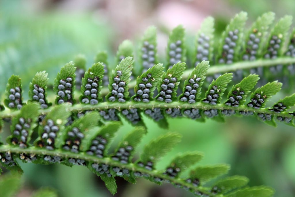 Dryopteris affinis o Dryopteris filix-mas?